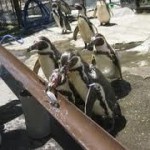 動物園で「流しアジ」、ペンギンが挑戦中　なぜアジ？